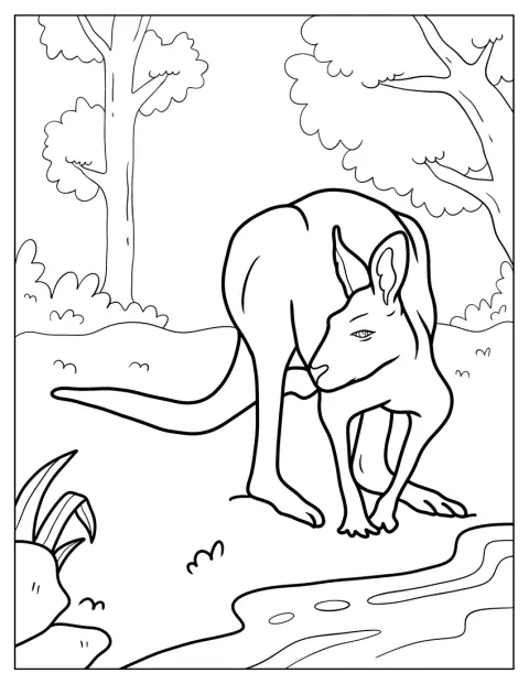 Am Ufer eines Flusses steht ein Känguru.