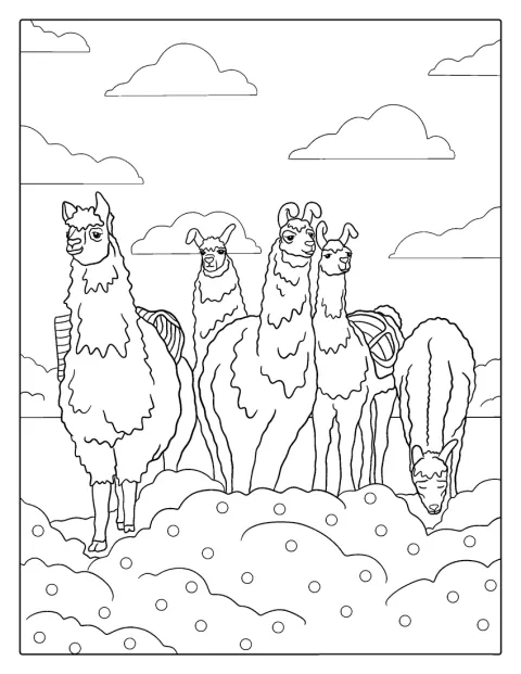 Een kudde wilde lama's staat in een open veld.