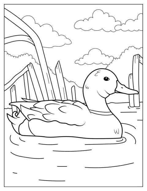 Mallard Floating In a Pond To Color