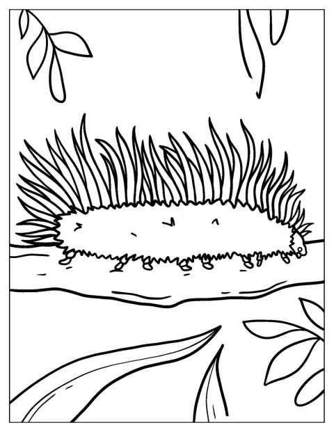 Une chenille au corps couvert de poils rampe sur une branche.