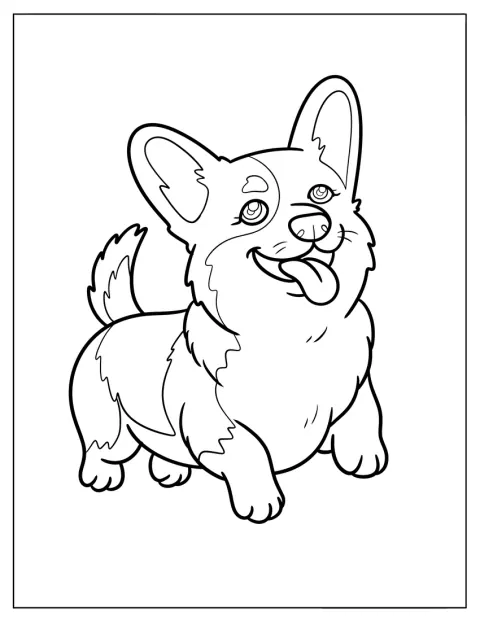 Um Corgi felpudo corre de língua de fora.