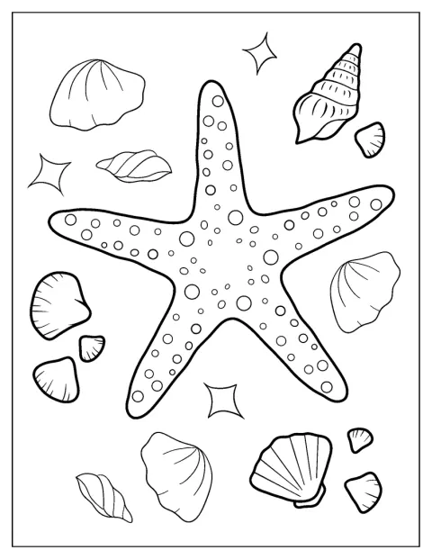 Uma estrela-do-mar com textura aparece junto a várias conchas.