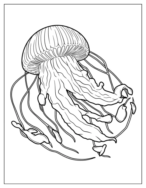 Uma medusa detalhada flutua junto de uma serpente marinha.