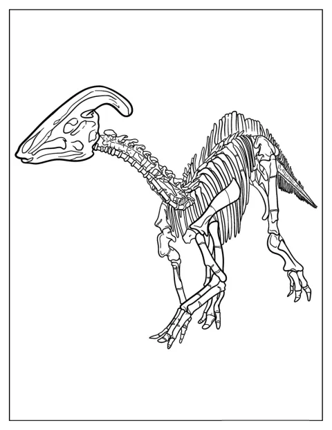Lo scheletro di un Parasaurolofo è mostrato per intero.
