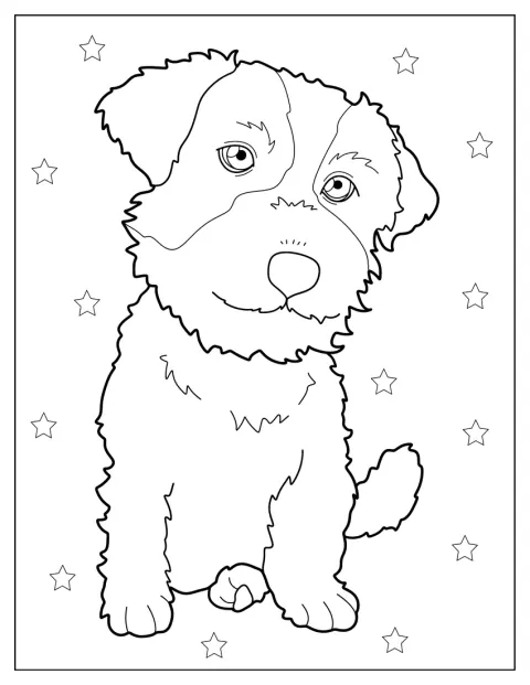 Der flauschige Jack Russell Terrier blickt aufmerksam nach vorn.