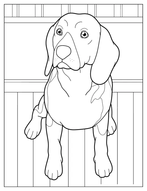 Un Beagle resta vigile, con le orecchie pendenti.