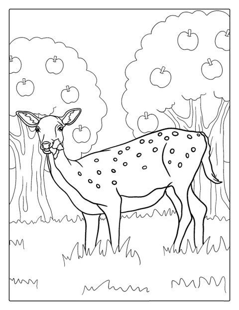 Deer Eating Grass In Forest To Color