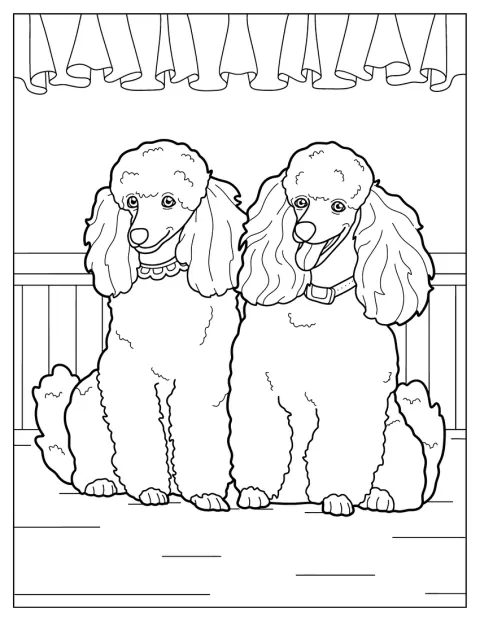 Deux caniches nains souriants posent côte à côte.