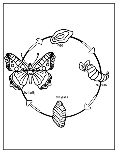 Eine Darstellung zeigt, wie sich ein Schmetterling entwickelt.