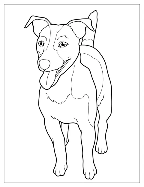 Un Jack Russell joue gaiement, prêt à bondir.