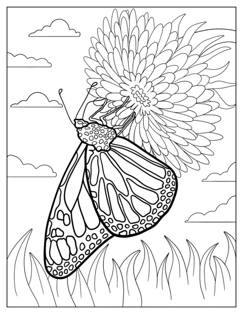 En monarksommerfugl samler pollen fra en zinnia.