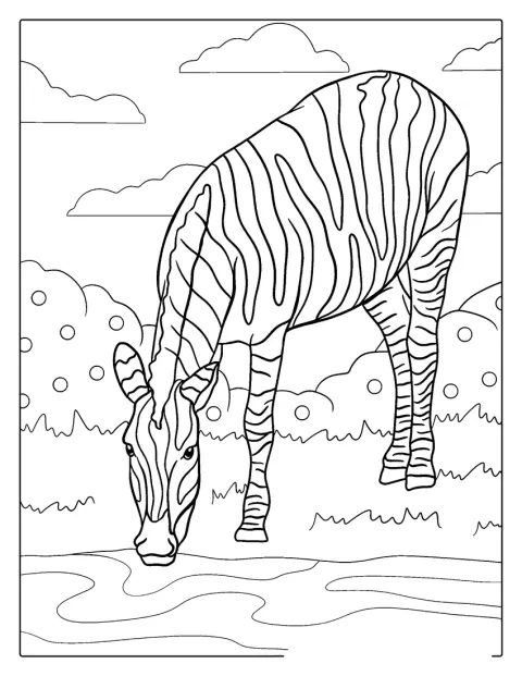 En zebra bøjer sig ned for at drikke ved et vandhul.
