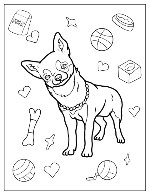 Lyhytkarvaisella chihuahualla on helminauha kaulassaan.