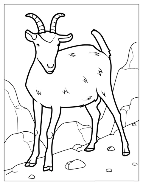 Wild Mountain Goat