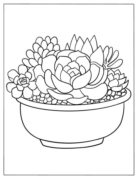 Plusieurs plantes grasses simples poussent dans un pot.