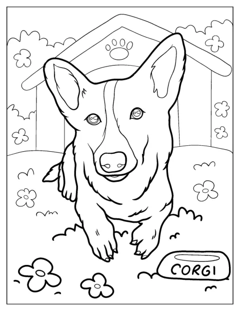 A corgi arca és jellegzetes fülei közelről láthatók.