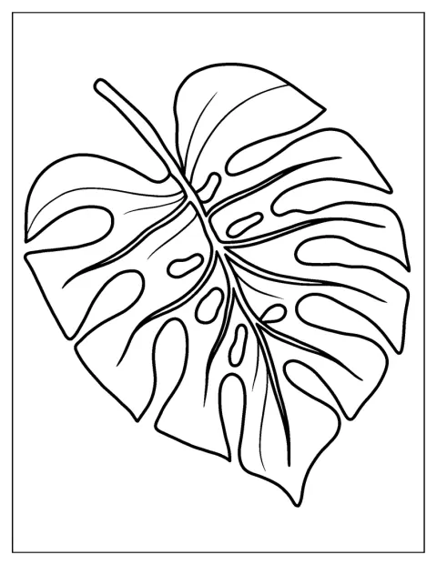 Een groot monstera-blad vult de afbeelding.