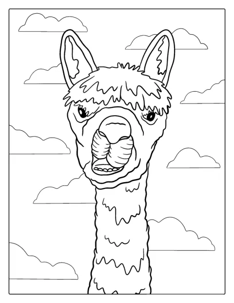 En lama lager en morsom grimase med tungen ute.