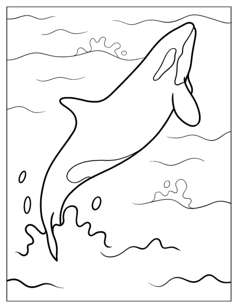 Killer Whale Coloring Page Leaping Out Of Water