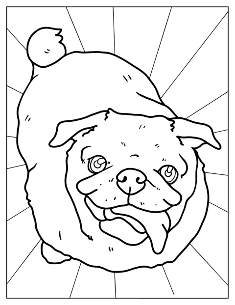Um Pug levanta as patas dianteiras para pedir uma guloseima.