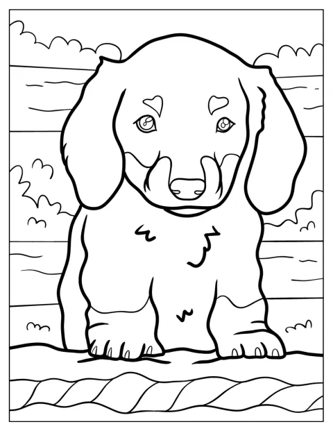 愛らしいダックスフンドの子犬が、前足をそろえて座っています。