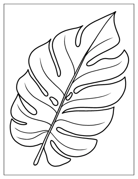 Egy nagy, lyukacsos szélű monstera-levél látható.