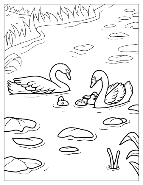 Varios cisnes nadan por el agua acompañados de sus polluelos.