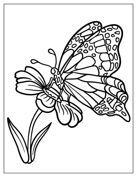 Vista de perfil, una mariposa se posa sobre una margarita.