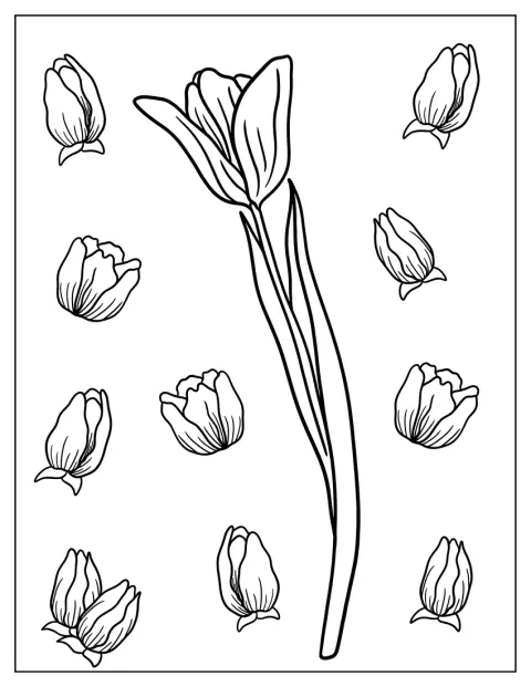 Egyetlen egyszerű tulipán áll a képen.