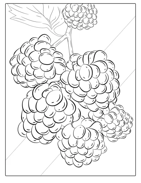 Reife Himbeeren wachsen an einem Strauch.