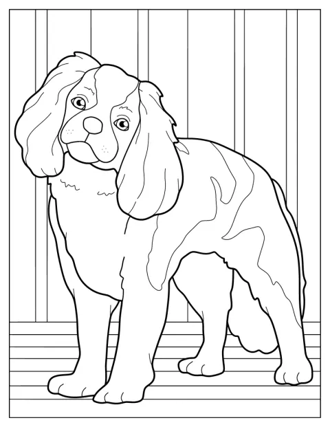 Ein Spaniel sitzt mit langem, welligem Fell da.