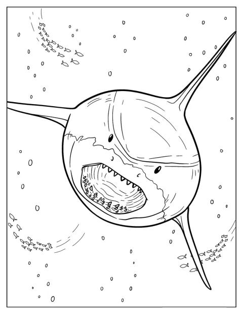 Sett rett forfra kommer en megalodon svømmende gjennom vannet.