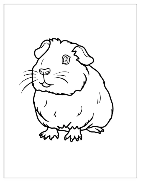Een cavia laat haar pootjes zien.