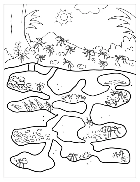 Underground Ant Coloring Page Of Colony