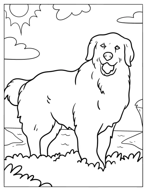 Un Golden Retriever dal pelo soffice riposa sull’erba.