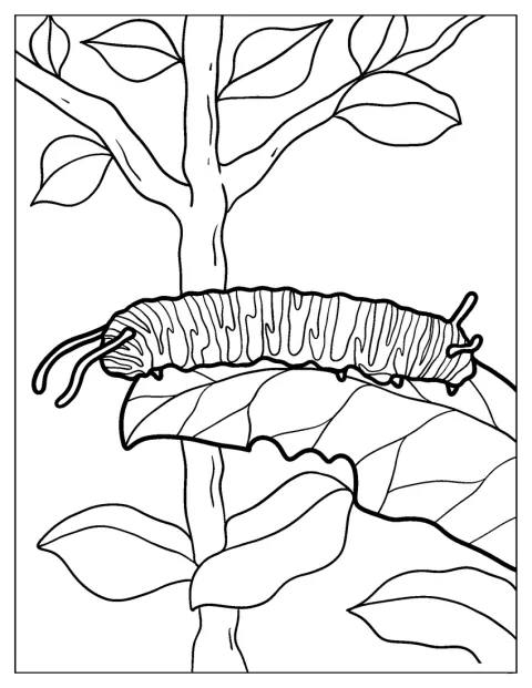 オオカバマダラの幼虫が、葉っぱの上にとまっています。