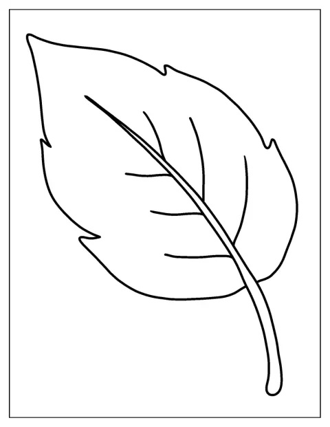 Una hoja de contorno simple muestra sus nervios principales.