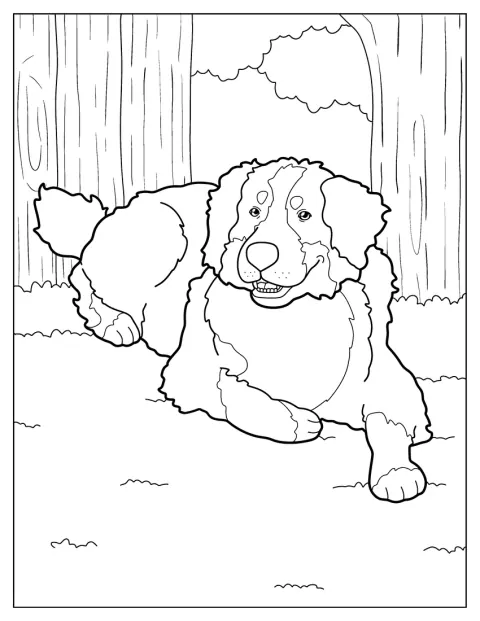 Een Berner sennenhond ligt ontspannen te rusten.