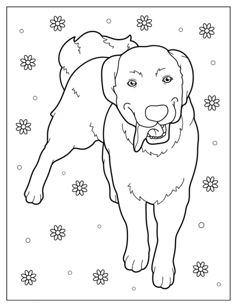 Un labrador retriever est assis, la langue tirée.