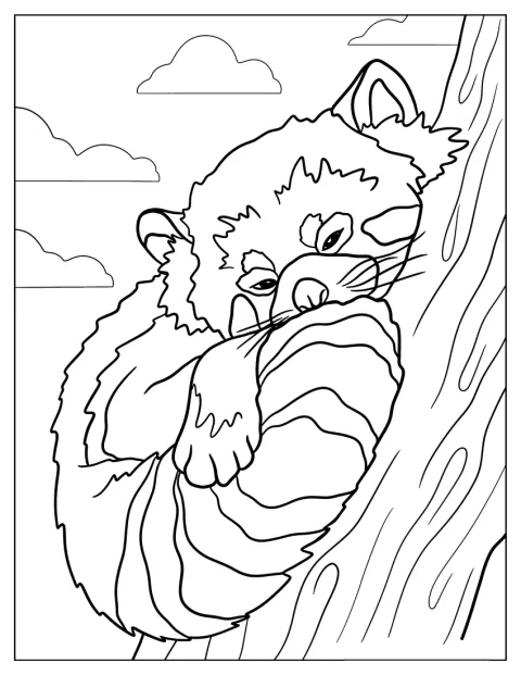 Red Panda Sleeping In Tree