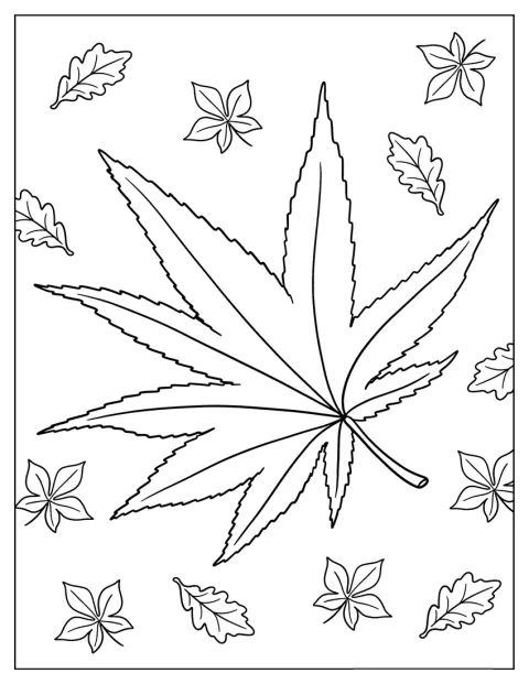 Une feuille d’érable japonais aux contours détaillés évoque les couleurs de l’automne.
