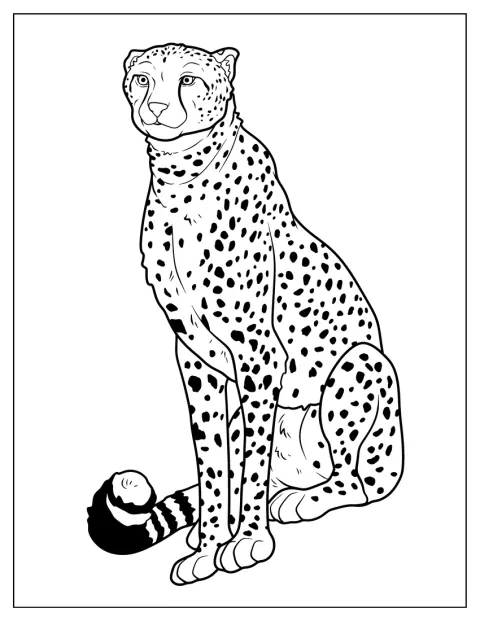 Un guépard adulte est assis, le corps droit et le regard attentif.