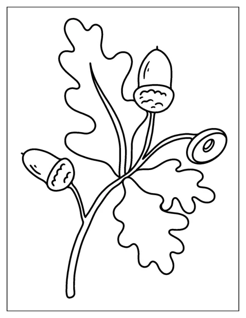 Une feuille de chêne et plusieurs glands sont représentés en contour.
