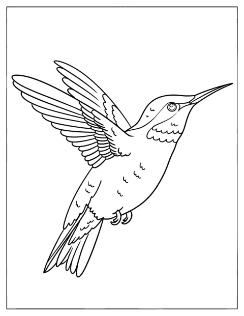 Les ailes étendues, un colibri vole dans les airs.
