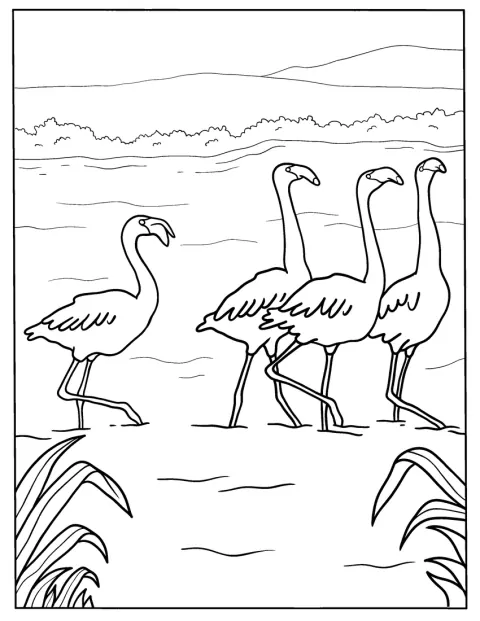 Flere flamingoer går sammen gjennom grunt vann.