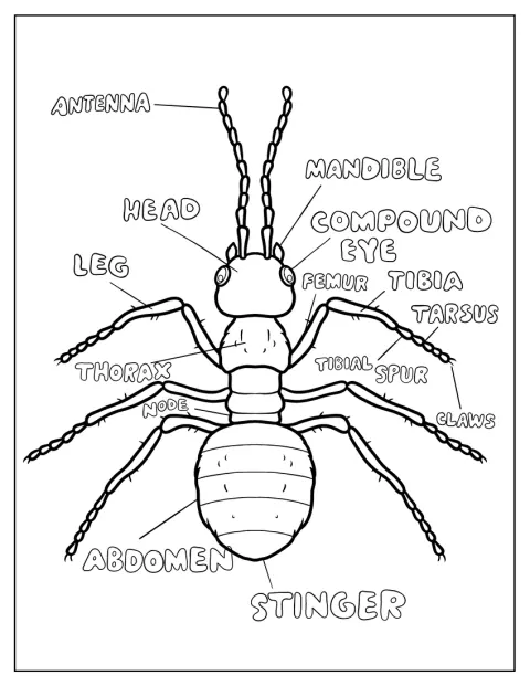 Un diagrama señala las partes del cuerpo de una hormiga.