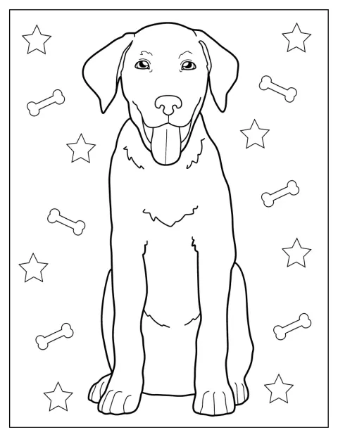 Egy labrador kölyök ül, és barátságosan néz előre.