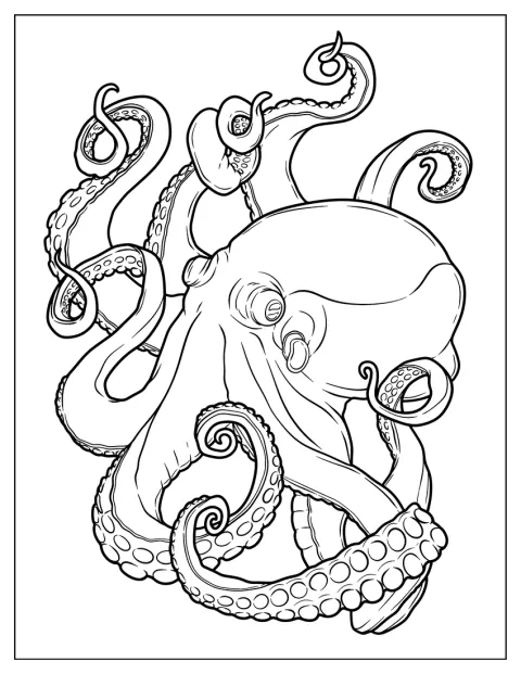 Le contour d’un Macroctopus est représenté seul.