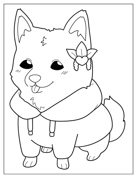 Un chien Akita porte un pull et regarde devant lui.