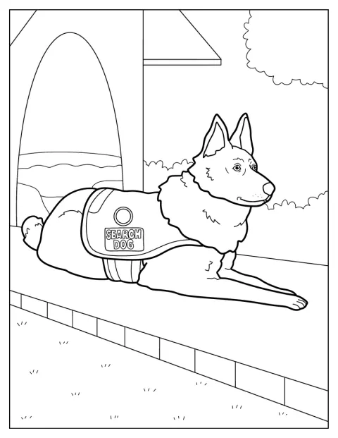 Um cão Malinois Belga de busca está atento, pronto para trabalhar.